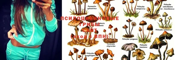 стафф Вязники